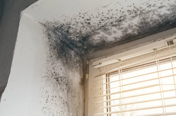 Affordable Mold Cleanup solutions in Ault, CO